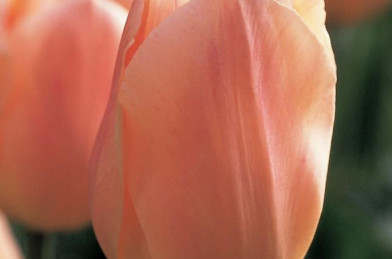Kvetináč - Tulip ´ Apricot Beauty ´Clt.2