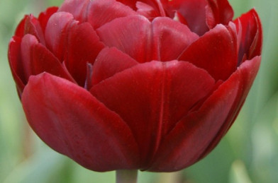 cibuľoviny - Tulip ´ Uncle Tom ´