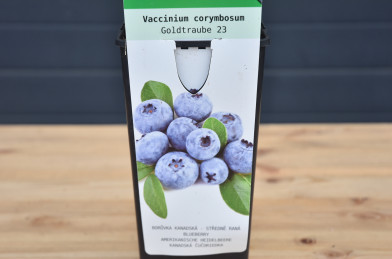 Vaccinium corymbosum ´ Goldtraube 23 ´ Clt.2 30-40 cm
