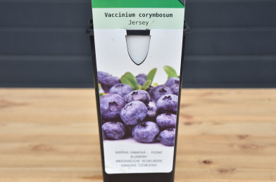 Vaccinium corymbosum ´ Jersey ´ Clt.2 30-40 cm