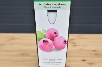 Vaccinium corymbosum ´ Pink Lemonade ´ ® Clt.2  30-40 cm RP ZC