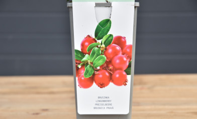 Vaccinium vitis-idaea ´ Red Pearl ´ Clt.2 30-40 cm