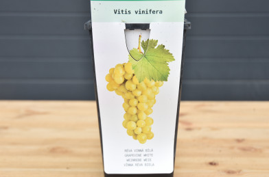 Vitis vinifera ´ Arkadia ´ Clt.2 30-40 cm RP ZC - biele