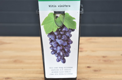 Vitis vinifera ´ Black Magic ´ Clt.2 30-40 cm RP ZC - modré, bezsemenné