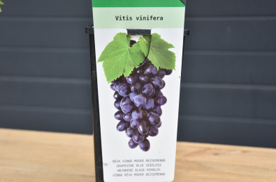 Vitis vinifera ´ Attika ´ Clt.2 30-40 cm RP ZC - modrá, bezsemenné