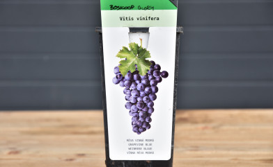 Vitis vinifera ´ Boskoop Glory ´ Clt.2 30-40 cm