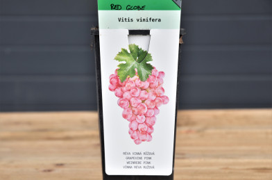 Vitis vinifera ´ Red Globe ´ Clt.2 30-40 cm
