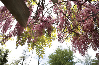 Wisteria chinensis pink Clt.3